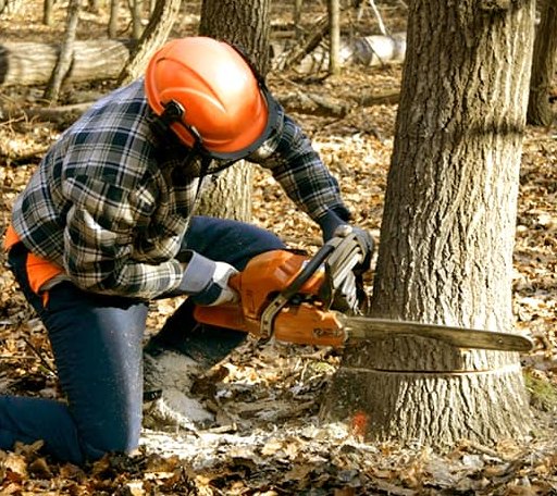 Tree Removal in Lillington, NC